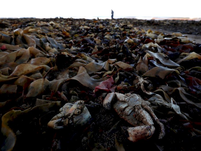 Ribuan Makhluk Laut Mati Terdampar di Pantai Inggris, Ini Foto-fotonya