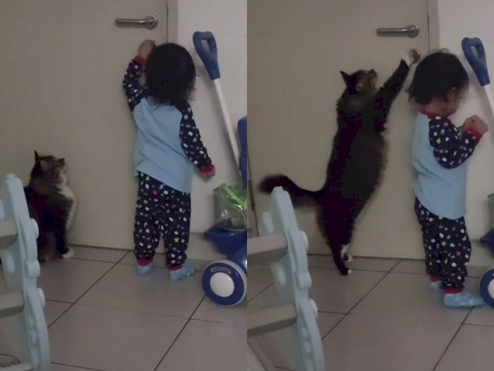 Aksi Menggemaskan Kucing Bantu Bocah Buka Pintu, Sampai Berdiri Pegang Gagang Pintu