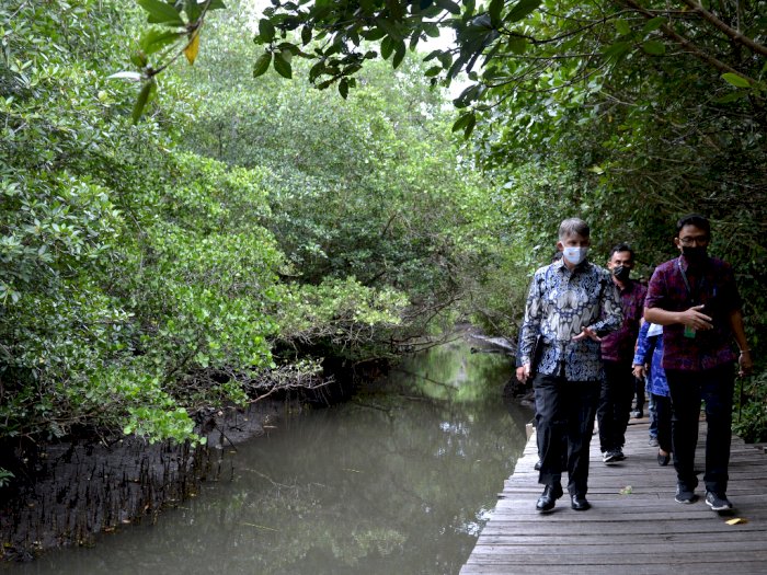 Dubes Inggris Kunjungi Hutan Mangrove di Bali, Berikut Foto-fotonya