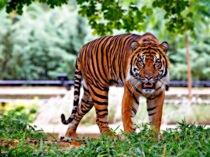 Tidak Hanya Manusia, Harimau Sumatera Ini Juga Ikut  Merayakan Halloween
