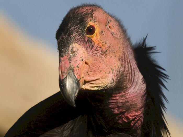 Ilmuwan Sebut Burung Kondor yang Terancam Punah Bisa Direproduksi Tanpa Harus Kawin