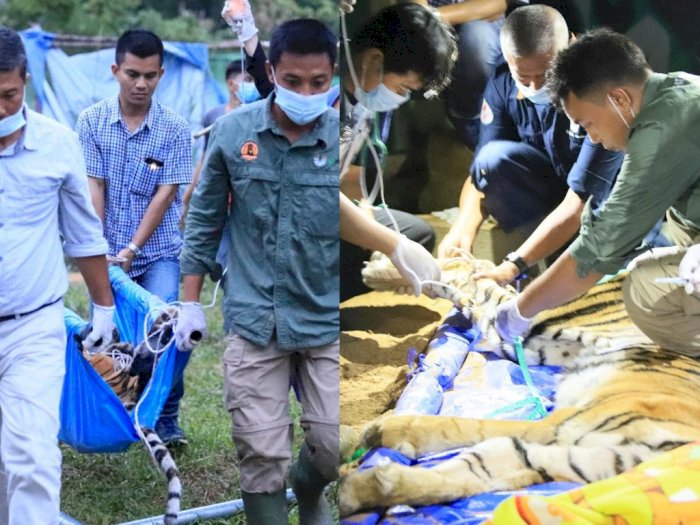 Usai Terkam Dua Warga, Harimau Sumatra Mati di Kandang Rehabilitasi