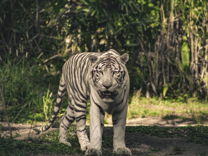 Pria Ini 'Mengajak' 11 Harimau Putih Berantam, Berakhir Ditangkap Polisi
