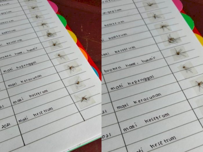 Netizen Ini Pamer Kumpulan Mayat Nyamuk, Ada yang  Mati Bunuh Diri karena Broken Home