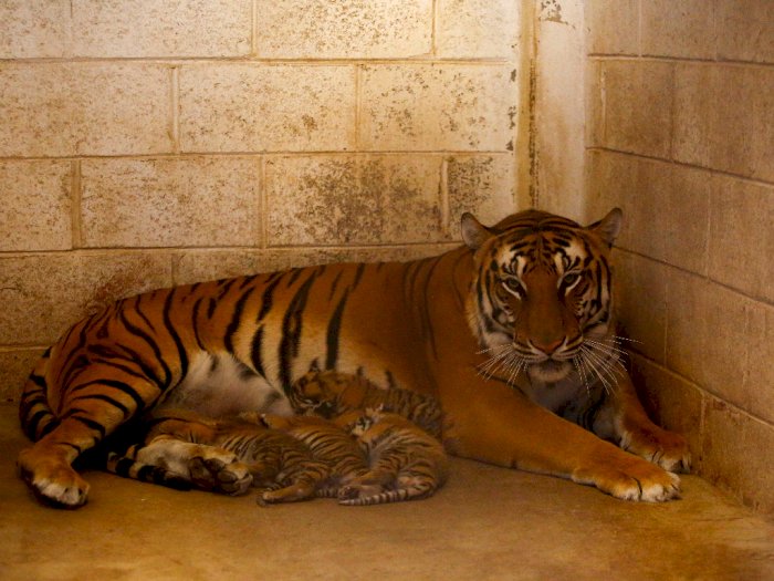 4 Anak Harimau Bengal Lahir di Kebun Binatang Meksiko, Ini Foto-fotonya