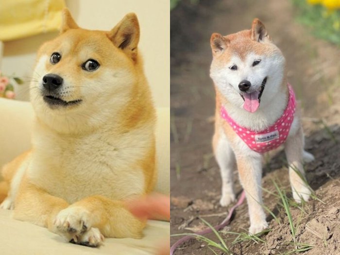 Kabosu, Anjing Peliharaan Berusia 16 Tahun yang Menginspirasi Meme dan Dogecoin