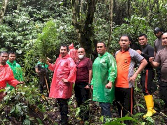 Ratusan Batang Ganja Ditemukan Ditanam di Hutan  Adat Kerinci Jambi
