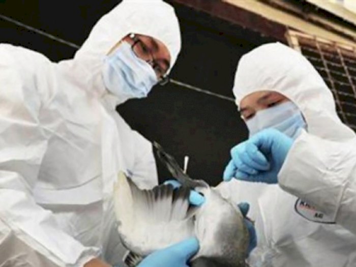 Prancis Siaga Tinggi Hadapi Gelombang Flu Burung Eropa