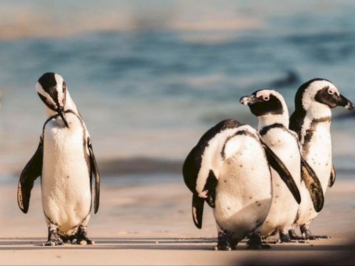 Satu-satunya Burung yang Tak Bisa Terbang, 3 Fakta Unik Penguin Ini Bikin Kamu Salut