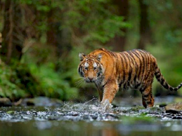 Kehilangan Jejak, Pencarian Harimau di Padang Dihentikan