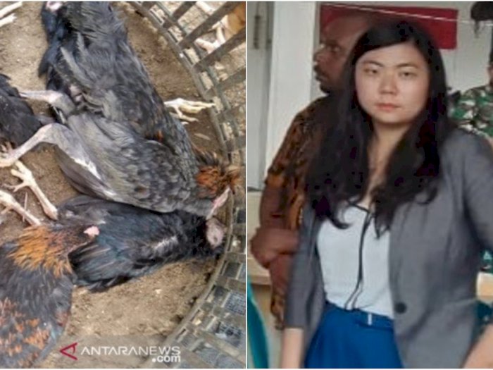 Ada Bangkai Ayam Berisi Ancaman, Yang Sembunyikan Veronica Koman Diancam Bernasib Sama