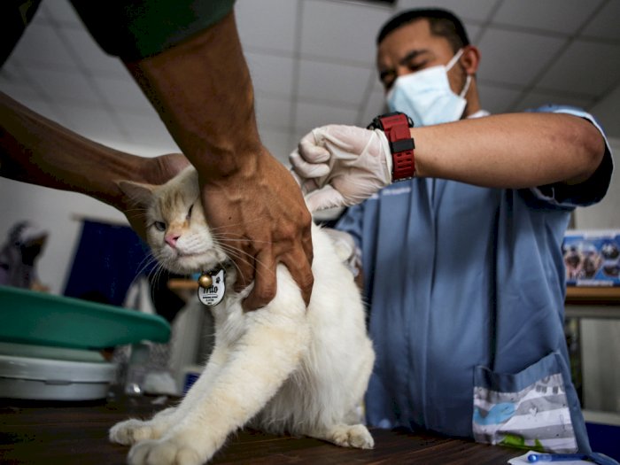 Vaksinasi Rabies Gratis di Tangerang, Berikut Foto-fotonya