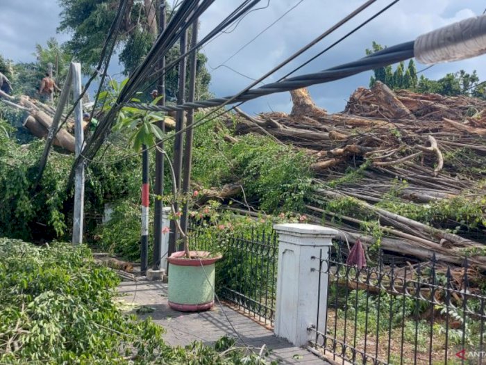 Pohon Tumbang di Jatinegara Makan Koban, Dua Orang Terluka Dilarikan ke Rumah Sakit