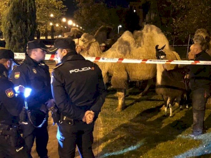 Kawanan Unta Ini Kabur dari Sirkus serta Berkeliaran di Jalanan Madrid