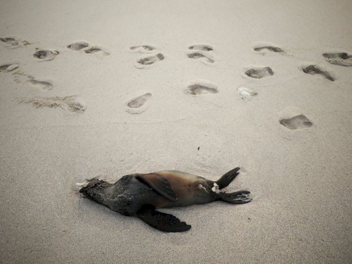 Ratusan Anjing Laut Mati di Pantai Afrika Selatan, Berikut Foto-fotonya
