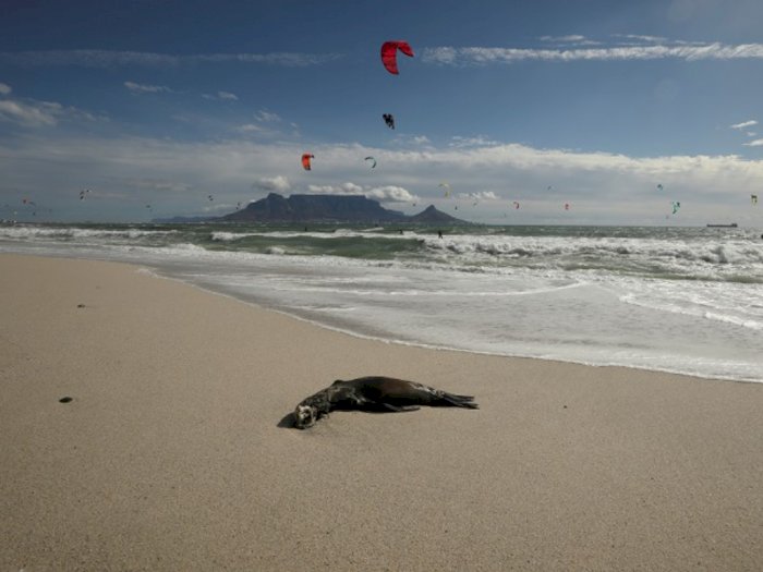 Ratusan Anjing Laut Mati Mendadak di Cape Town, Afsel Lakukan Penyelidikan