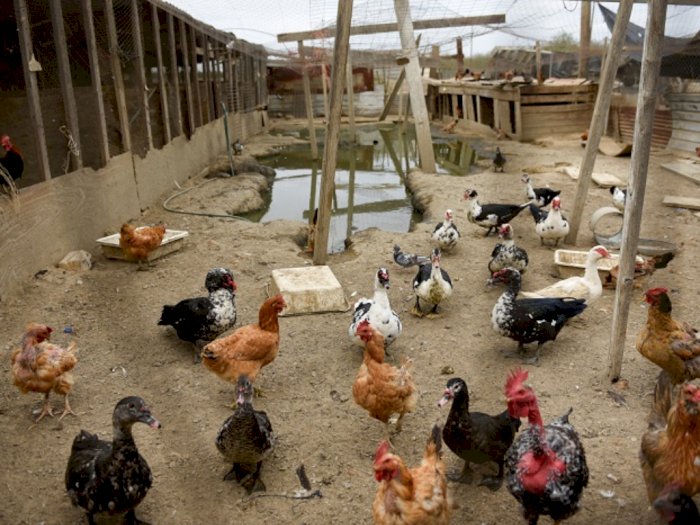 Diserang Wabah Flu Burung, Jepang Musnahkan Ribuan Ekor Ayam