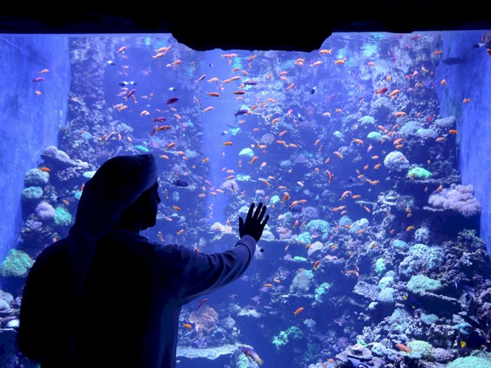 FOTO: Melihat Aquarium Terbesar di Timur Tengah yang Dibuka di Abu Dhabi