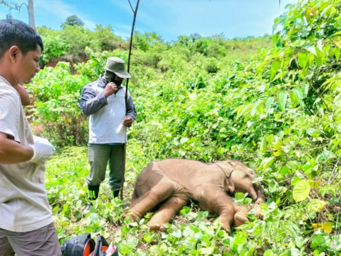 BKSDA Selamatkan Anak Gajah Terkena Jeratan di Aceh Jaya, Belalai Nyaris Putus
