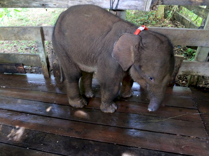 Perawatan Anak Gajah yang Terjerat di Aceh, Ini Foto-fotonya