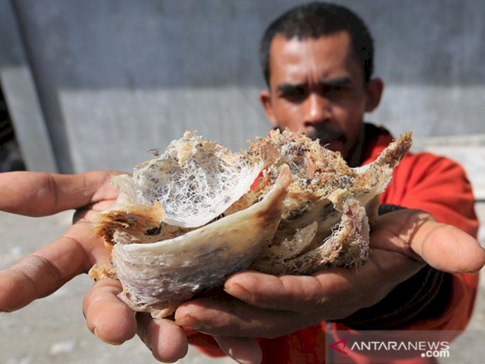 Hingga 2021 Indonesia Pasok Hampir 70 Persen Kebutuhan Sarang Walet China