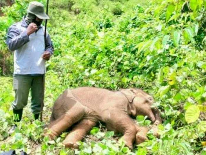 Memilukan, Anak Gajah Sumatera Terkena Jeratan, Belalainya Nyaris Putus