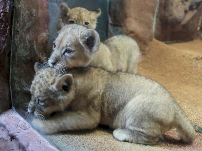FOTO: Lucunya Singa Kembar Tiga yang Baru Lahir di Kebun Binatang Jerman