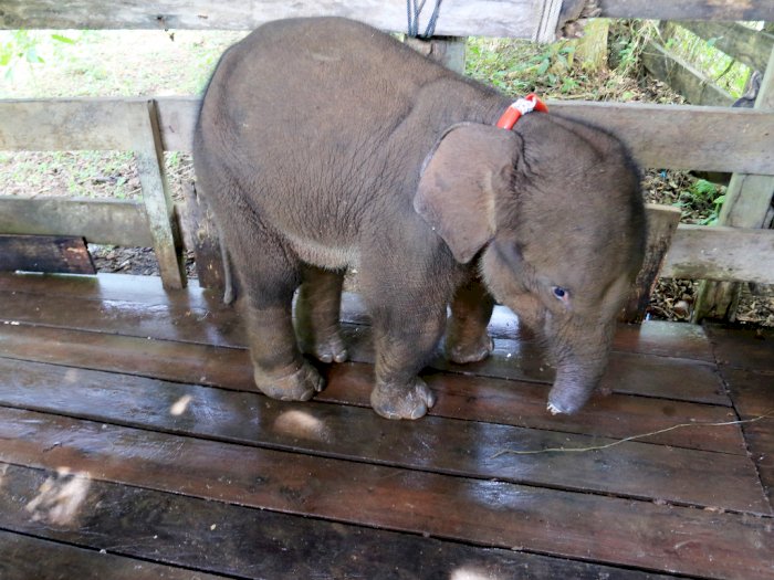Sedih! Anak Gajah Liar di Aceh Jaya yang Belalainya Terjerat, Kini Telah Mati