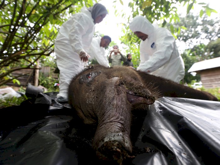 Nekropsi Anak Gajah Sumatera, Berikut Foto-fotonya
