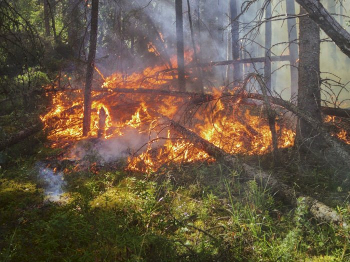Menyadari Apa Itu Deforestasi, Dampak Negatif dan Positif dari Kebakaran Hutan