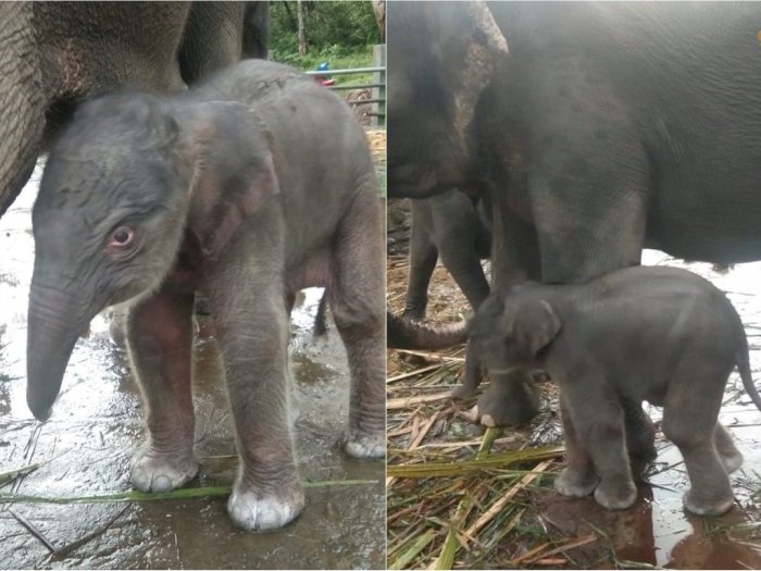 Potret Menggemaskan Bayi Gajah Sumatera yang Baru Lahir di Konservasi Tangkahan