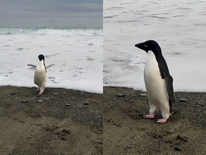 Duh! Penguin Ini Nyasar Sejauh 3.000 Km dari Tempat  Asalnya