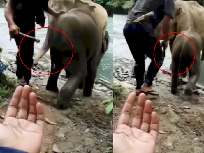 Warganet Kecam Aksi Pawang Pukul Anak Gajah di Tangkahan, Ini Reaksi BBTNGL