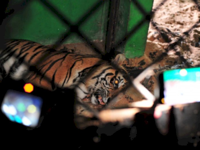 Harimau Sumatera yang Keluyuran di Pemukiman Dievakuasi ke Taman Gunung Leuser