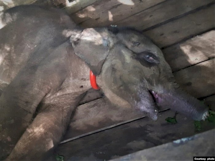 Anak Gajah Sumatera yang Belalainya Putus Telah Mati, Ini Kata Kepala BKSDA Aceh    