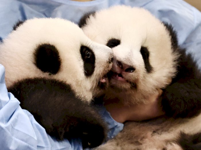FOTO: Upacara Pemberian Nama Bayi Panda Kembar di Kebun Binatang Prancis