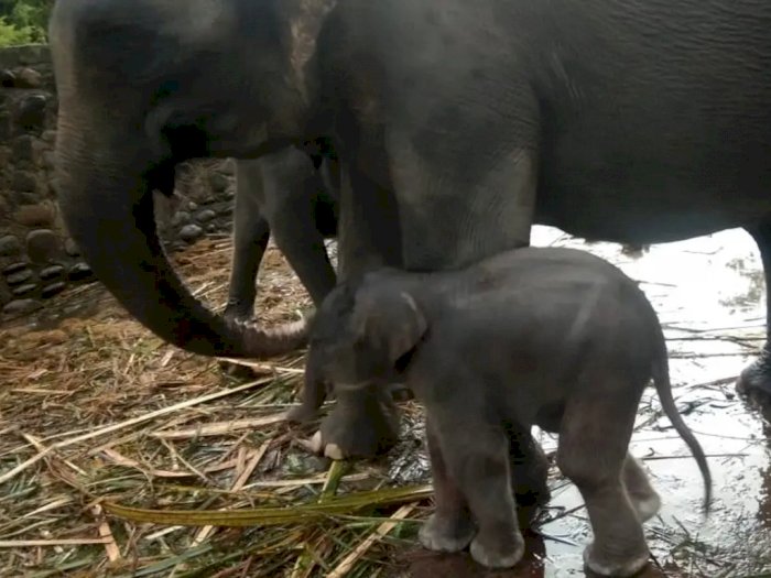 Menggemaskan, Ini Potret Anak Gajah Sumatera, Penghuni Baru Lokasi Wisata Tangkahan