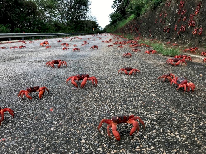 Migrasi, Jutaan Kepiting Merah Tutup Jalan di Australia Barat