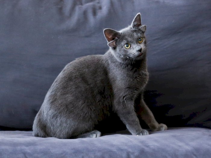 Tak Biasa! Kucing di Turki Ini Lahir dengan 4 Telinga di  Tubuh