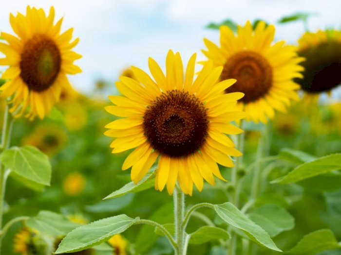 Miliki Bentuk yang Indah, Ini Fakta dari Bunga Matahari yang Perlu Kamu Ketahui