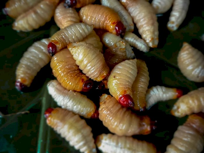 4 Fakta Unik Kidu-Kidu, Makanan Ekstrem Khas Karo yang Terbuat dari Ulat Sagu Pohon Aren