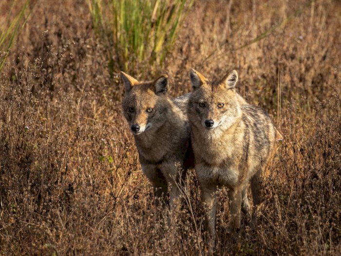 Ngeri, Puluhan Serigala Nyasar ke Bandara di India