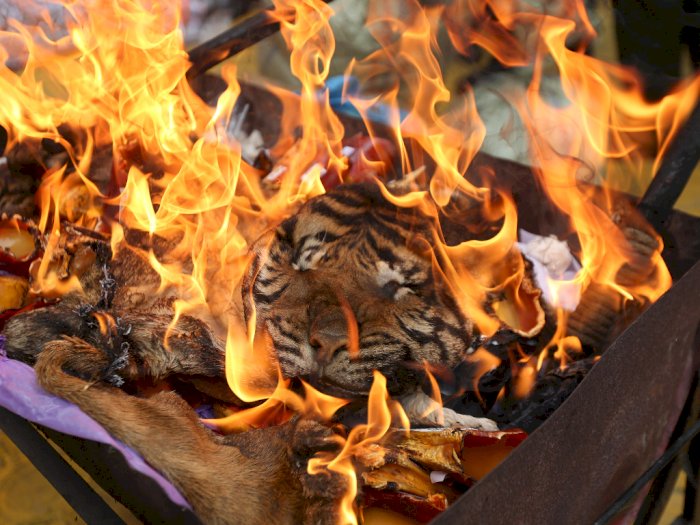 Pemusnahan Barang Bukti Kulit Harimau Sumatera, Ini Foto-fotonya