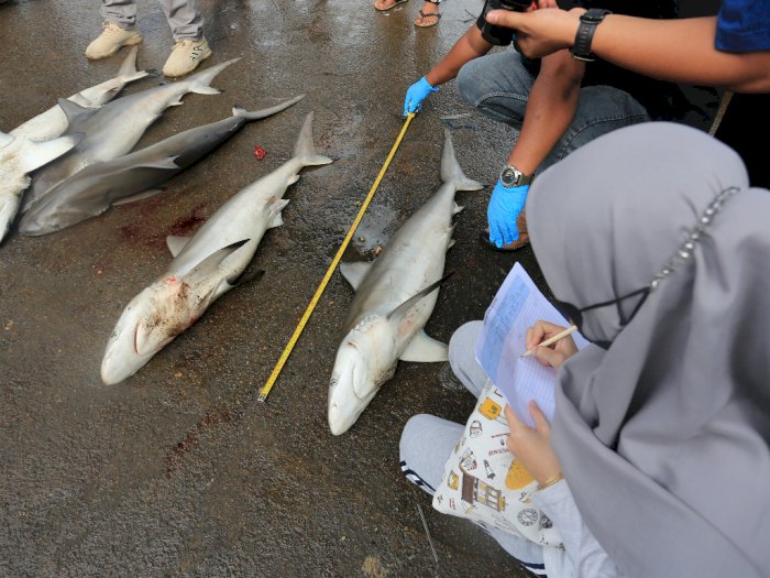 Bimbingan Teknis Identifikasi Ikan Hiu dan Pari di Aceh, Berikut Foto-fotonya