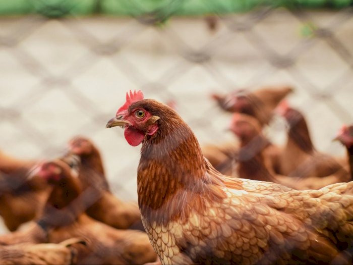 63 Ayam Mati Mendadak Terkena Serangan Jantung Gara-gara Musik Hajatan