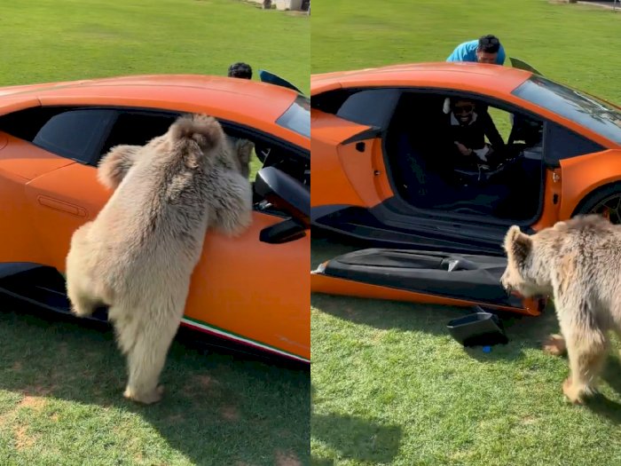 Beruang Ini Coba Masuk ke Lamborghini Tapi Bikin Pintunya Copot, Si Pemilik Cuma Ketawa!
