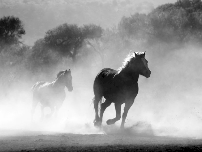 Makna Mimpi Mengenai Kuda yang #KAMUHARUSTAU!