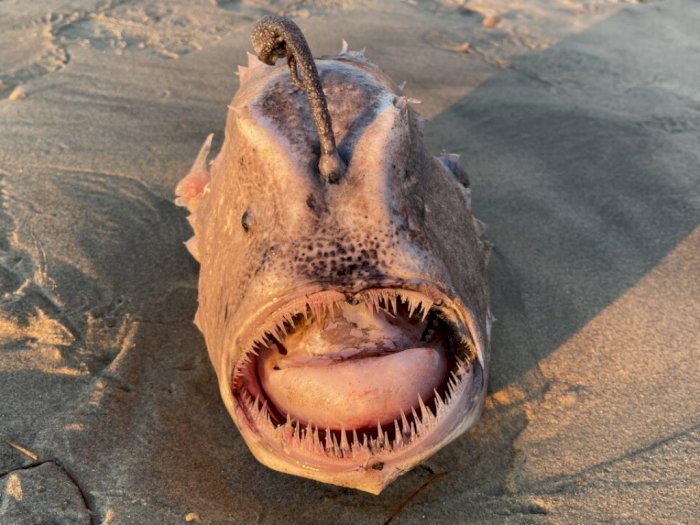 Melihat Footballfish Terdampar di Pantai, Monster Laut Misterius yang Sangat Langka