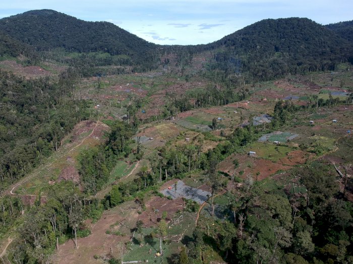 Perambahan Hutan di Kaki Gunung Kerinci, Berikut Foto-fotonya