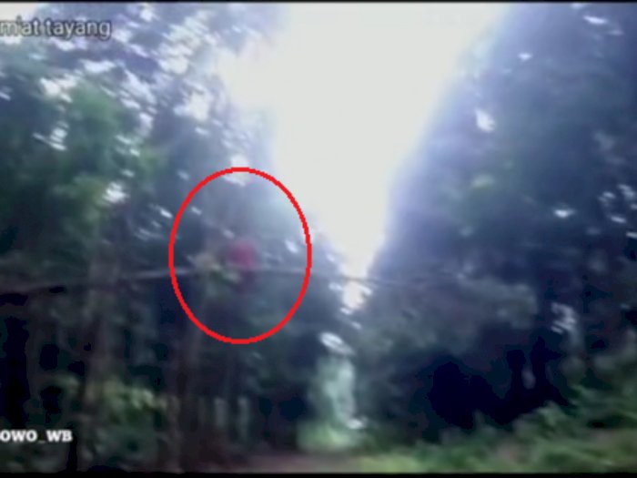 Momen Pria yang Bertemu dengan Makhluk Diduga Kuntilanak Merah Saat Berkendara di Hutan